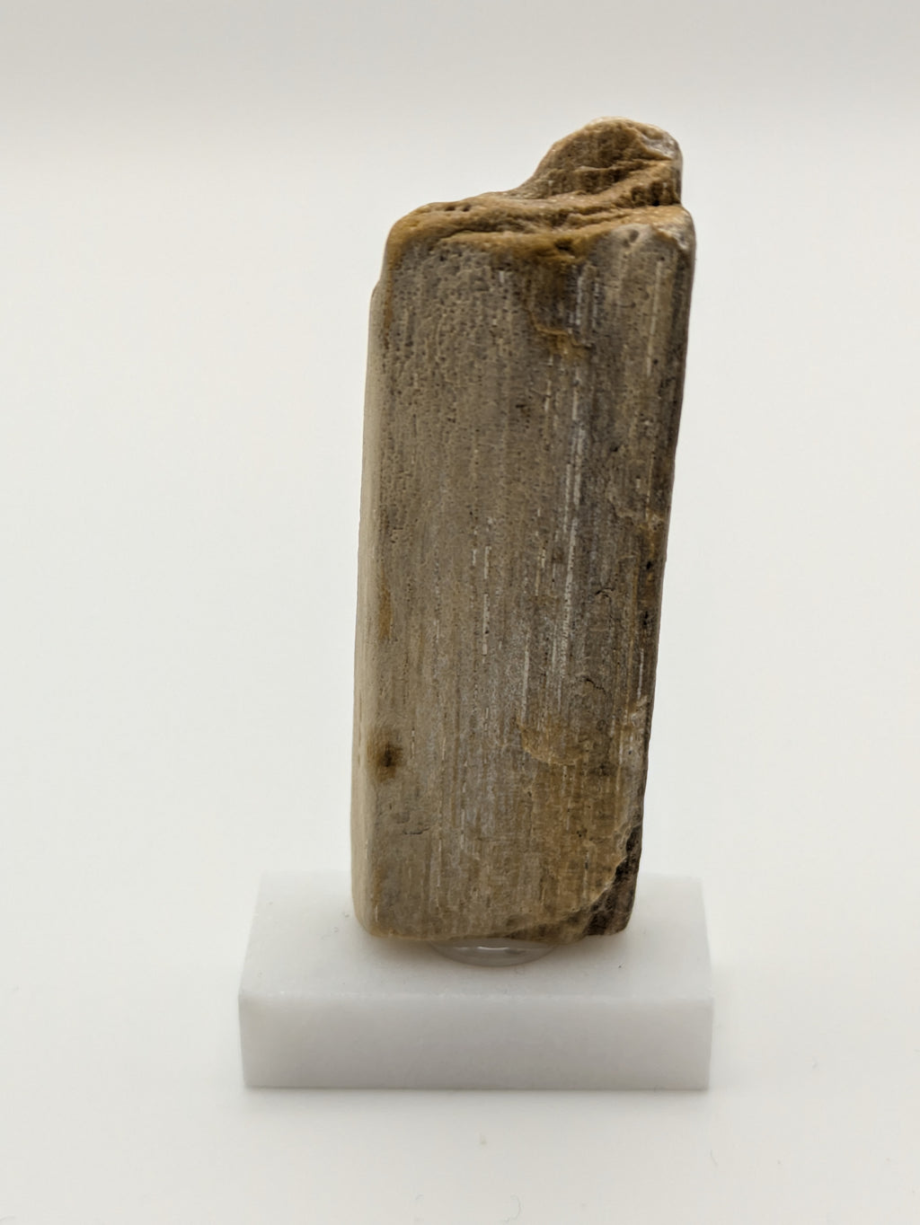 Small Petrified Wood Specimen (with stand)