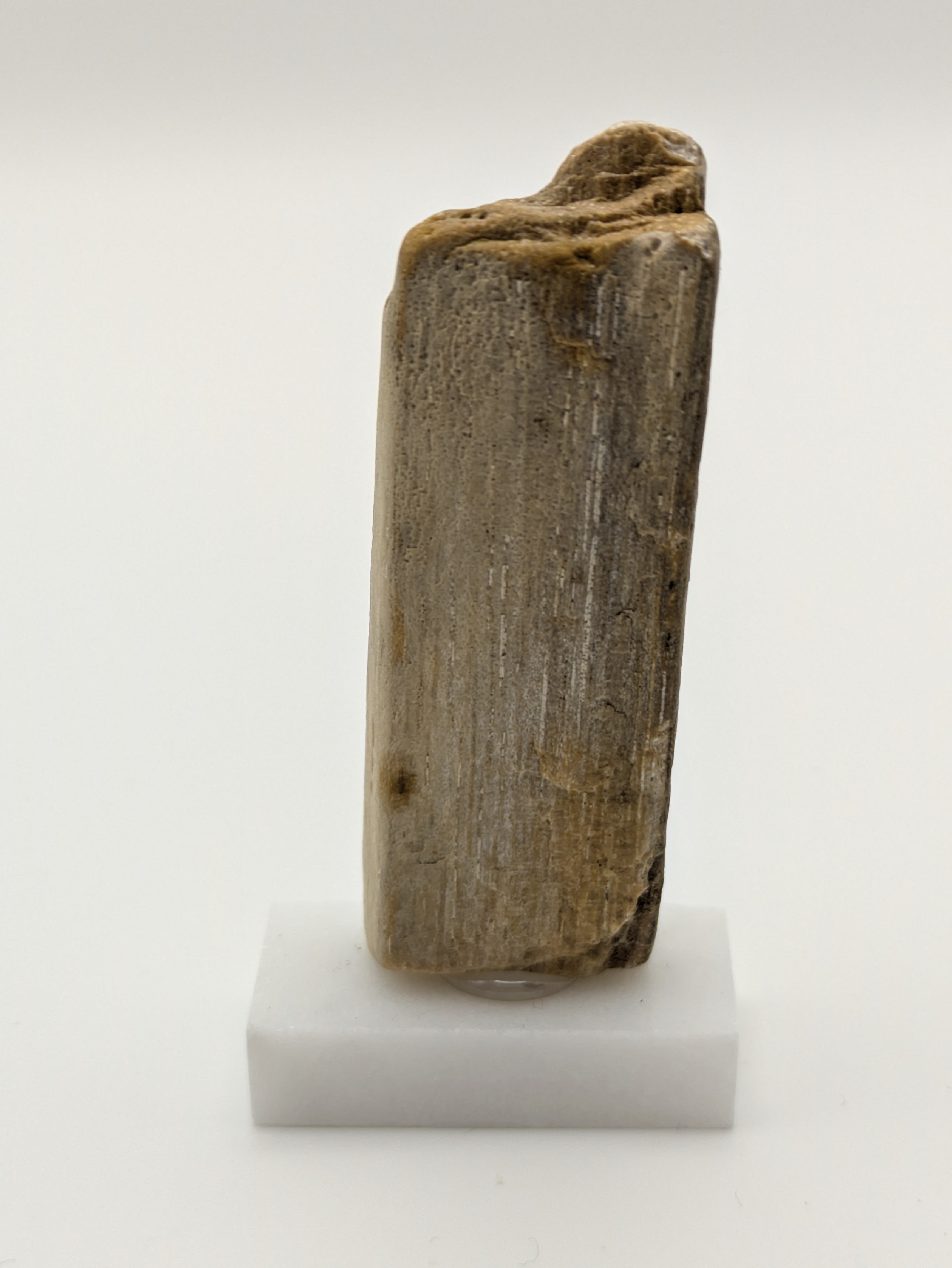 Small Petrified Wood Specimen (with stand)