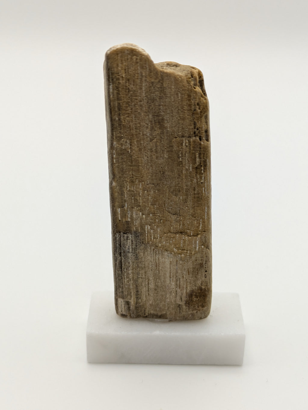 Small Petrified Wood Specimen (with stand)