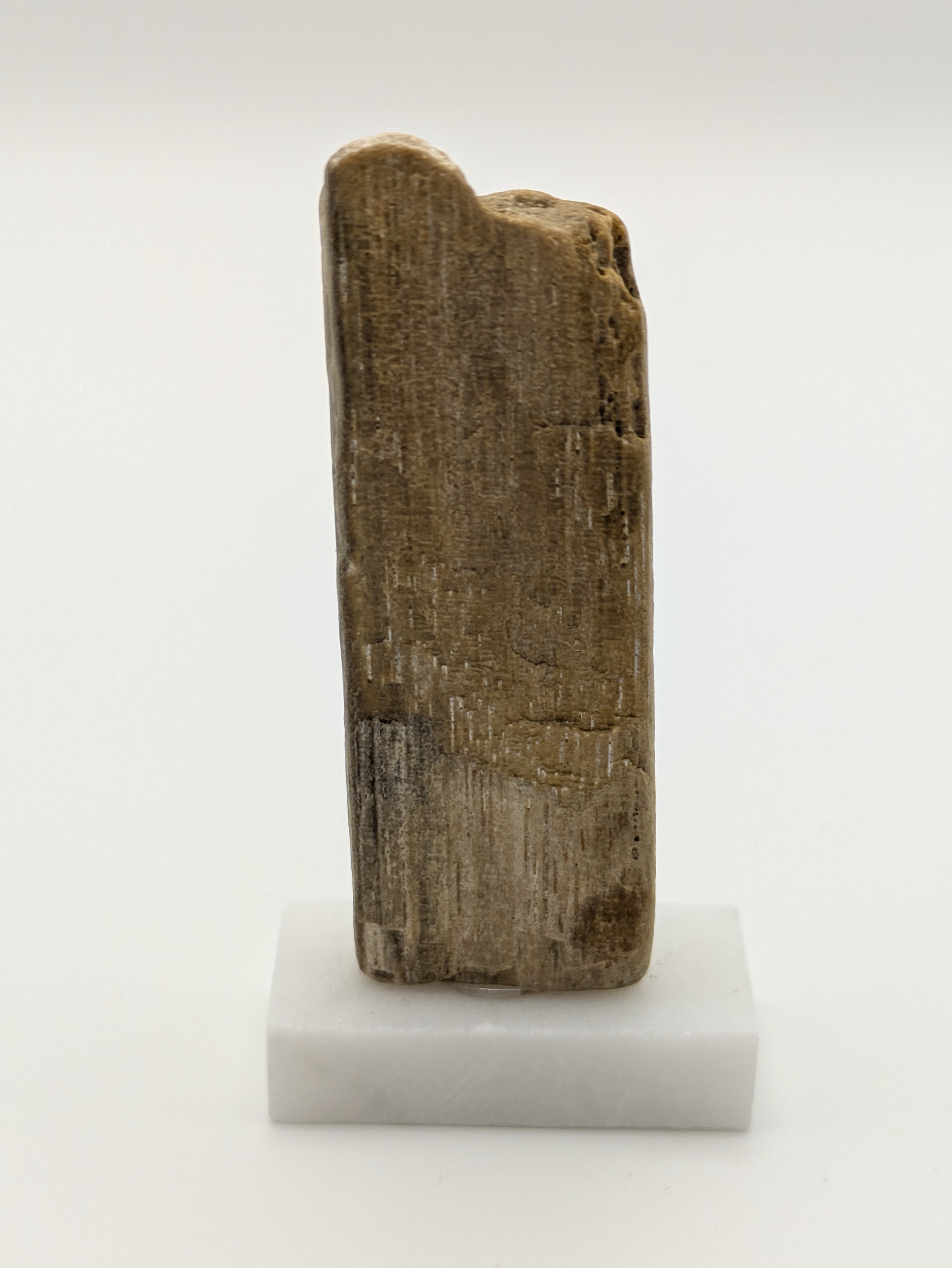 Small Petrified Wood Specimen (with stand)