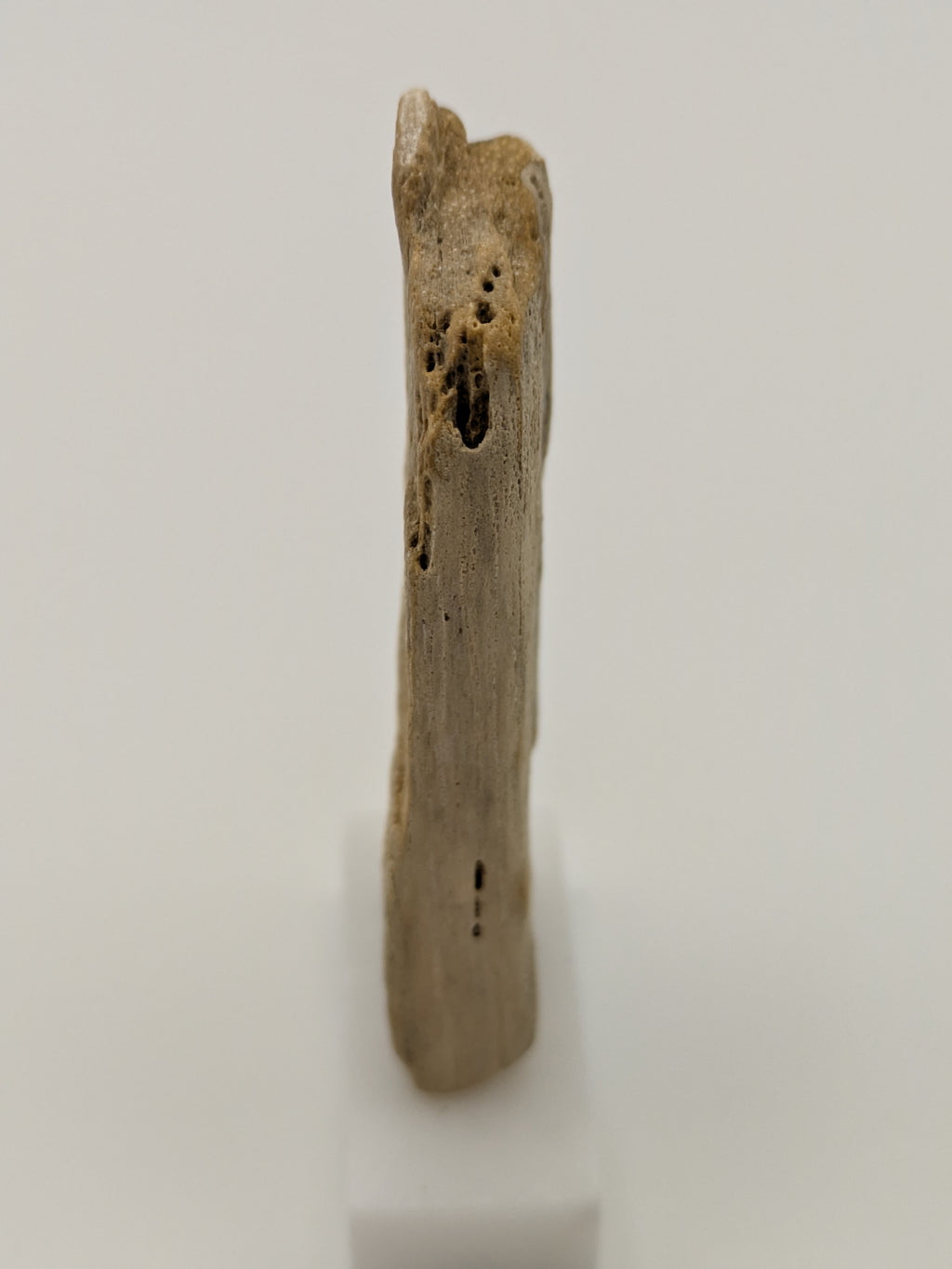 Small Petrified Wood Specimen (with stand)