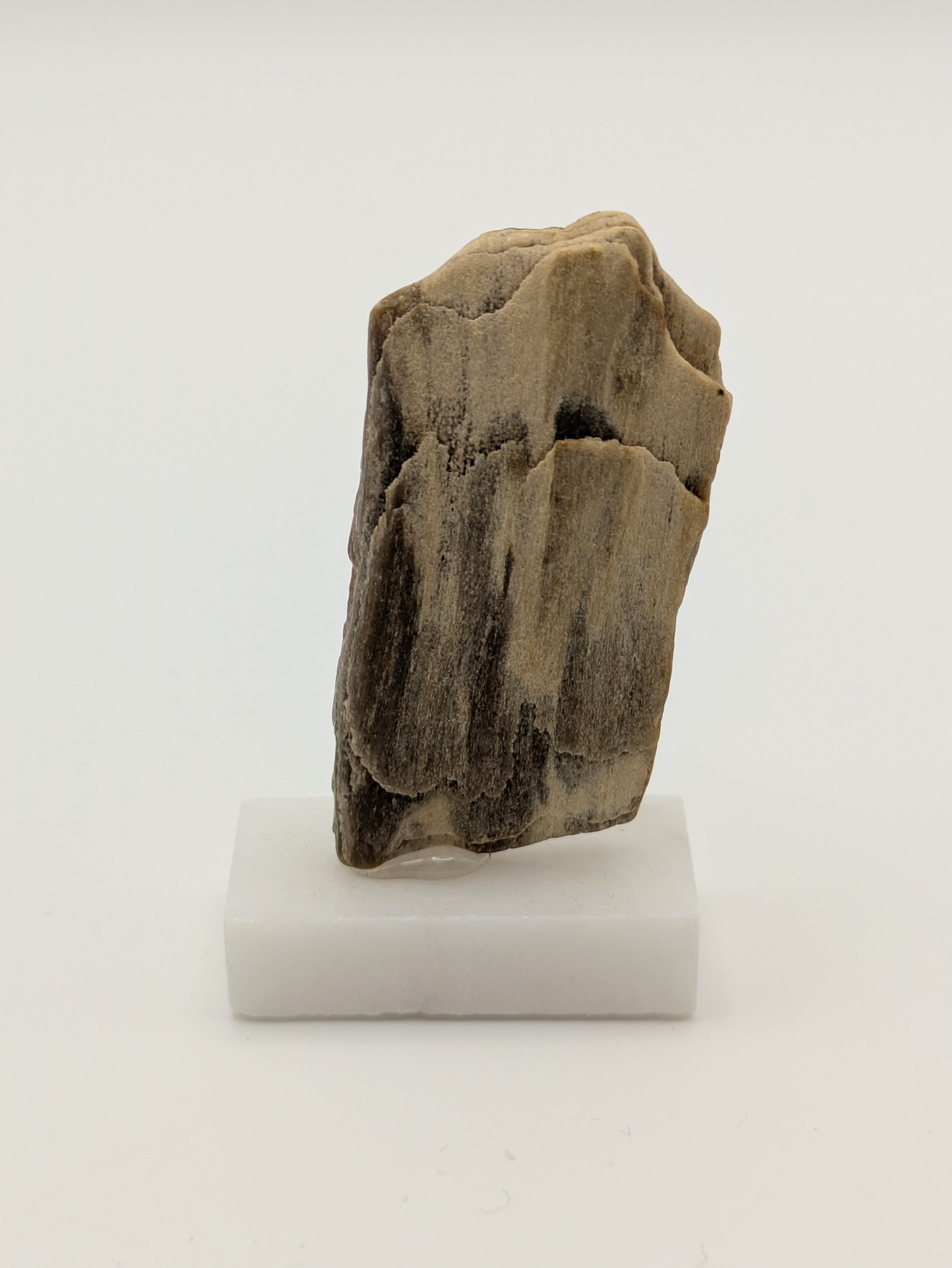 Small Petrified Wood Specimen (with stand)