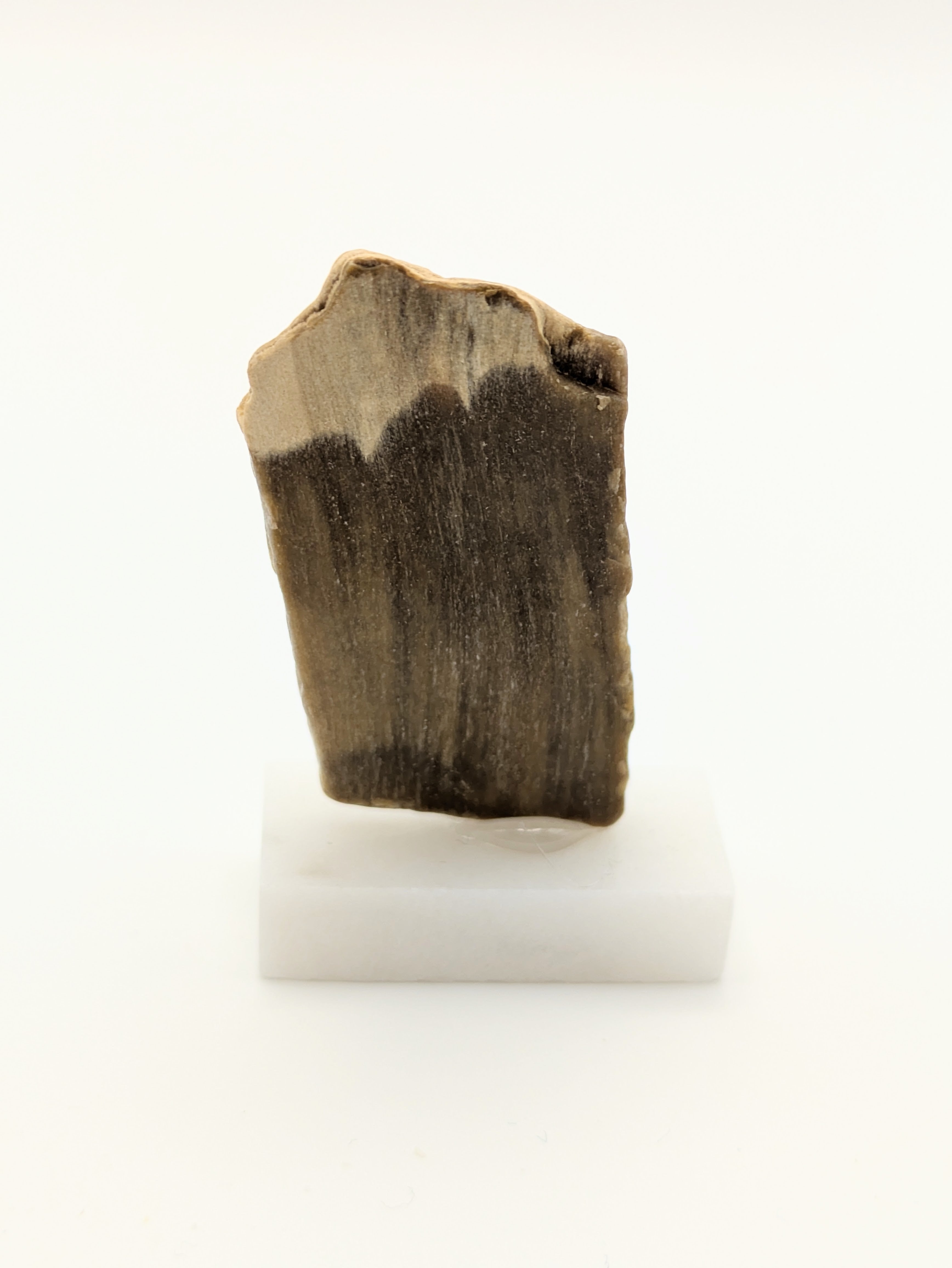 Small Petrified Wood Specimen (with stand)