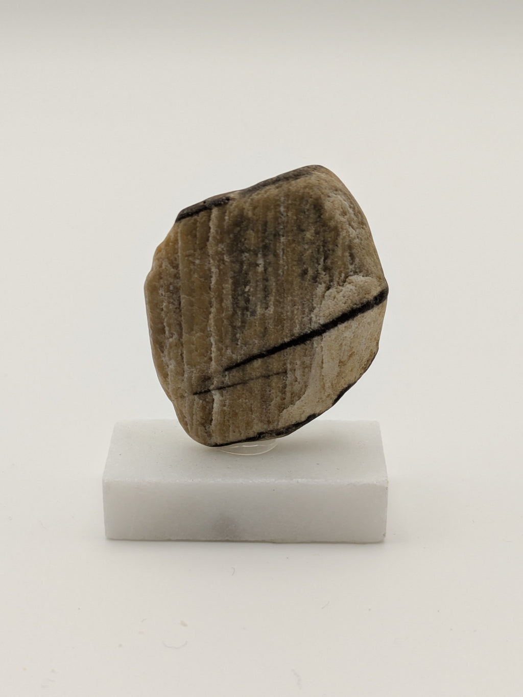 Small Petrified Wood Specimen (with stand)