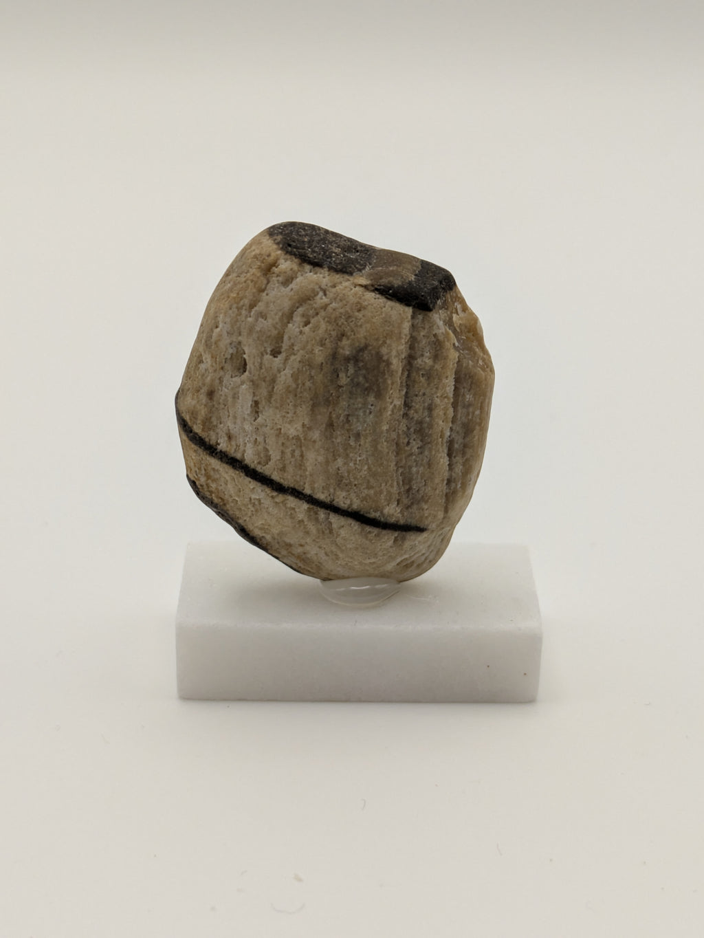 Small Petrified Wood Specimen (with stand)
