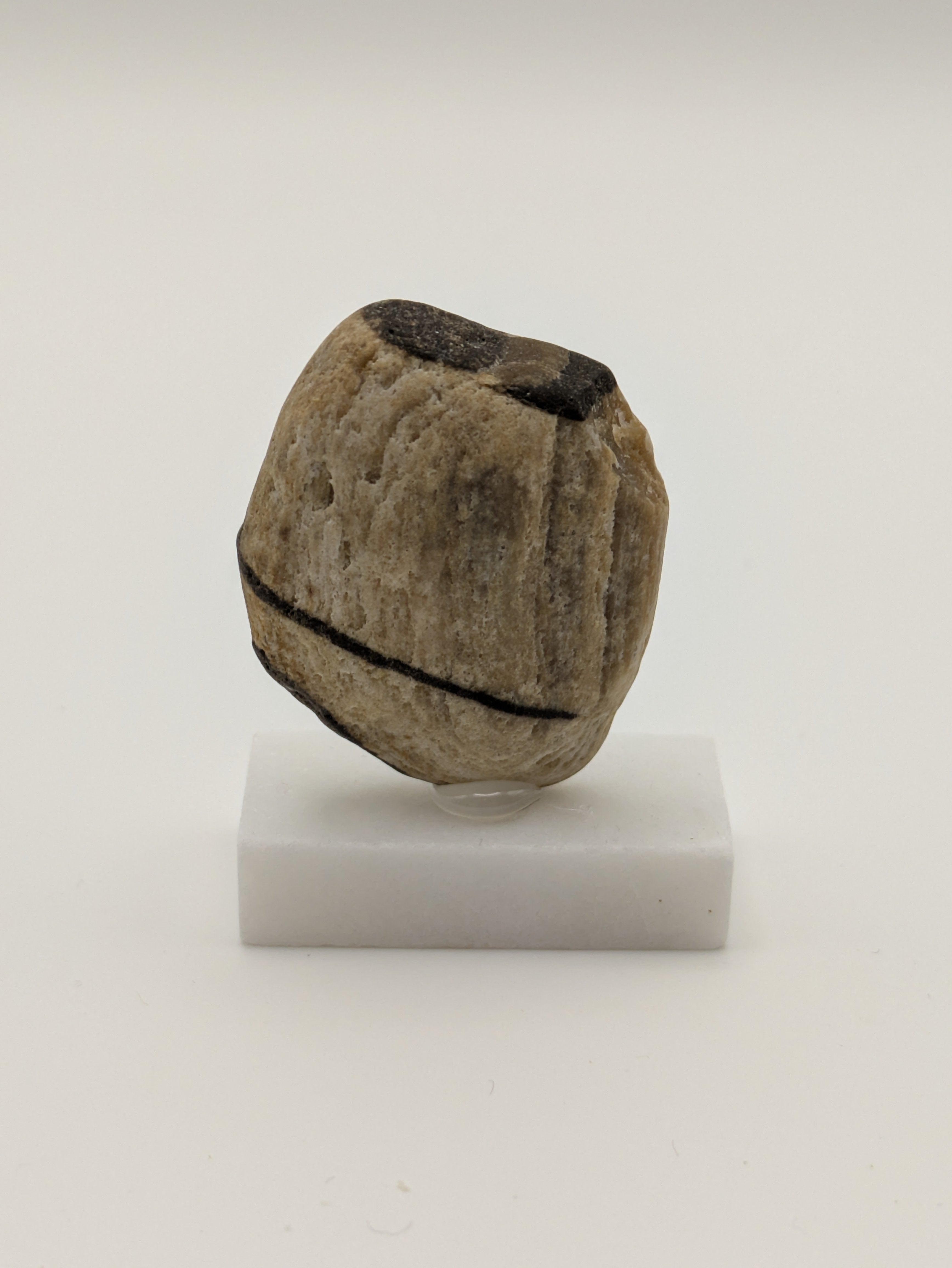 Small Petrified Wood Specimen (with stand)