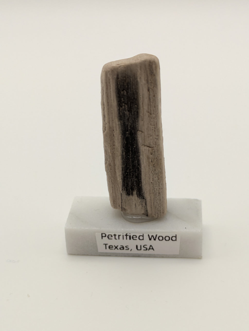 Small Petrified Wood Specimen (with stand)