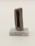 Small Petrified Wood Specimen (with stand)
