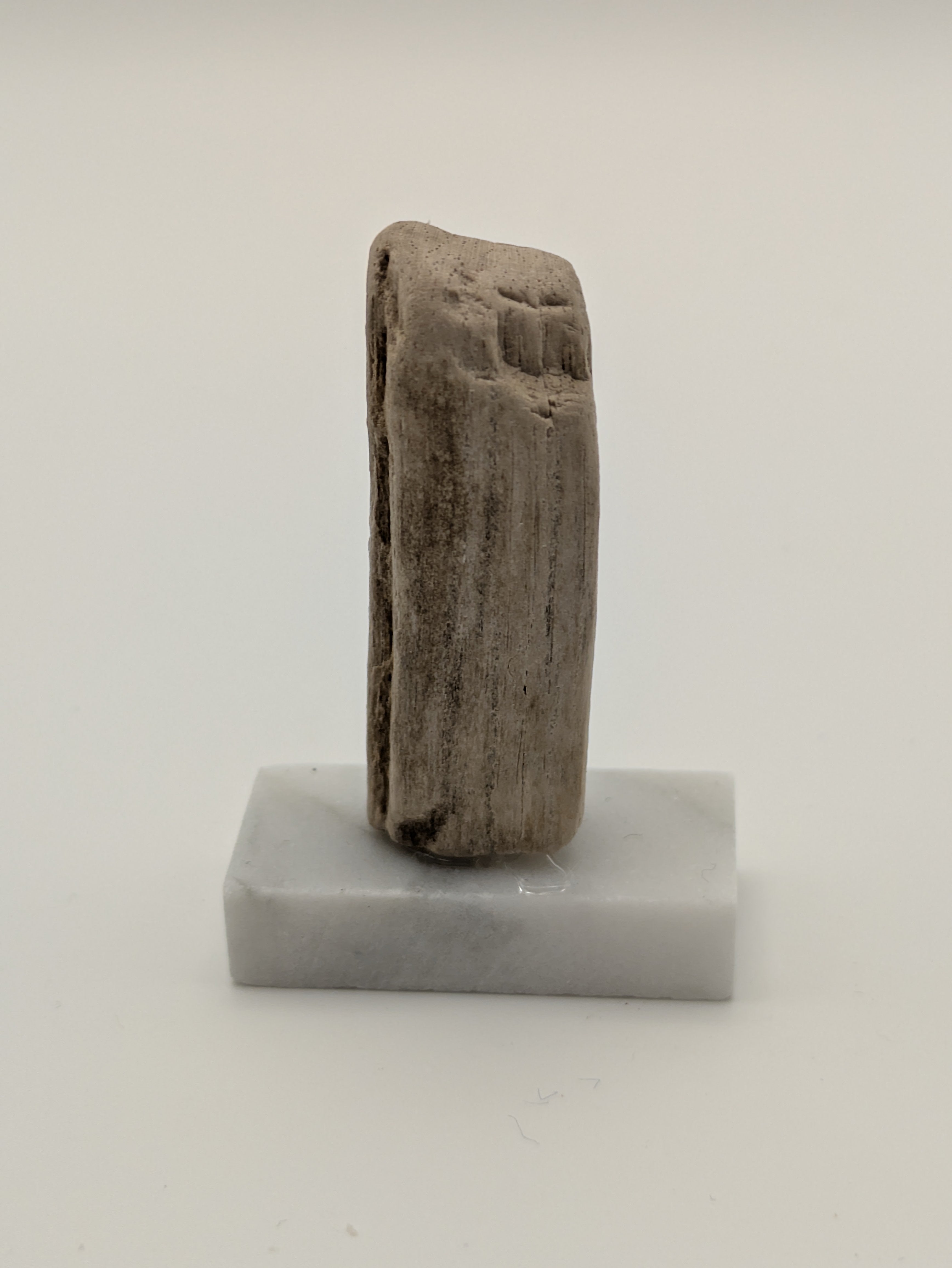 Small Petrified Wood Specimen (with stand)