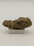 Small Petrified Wood Specimen (with stand)