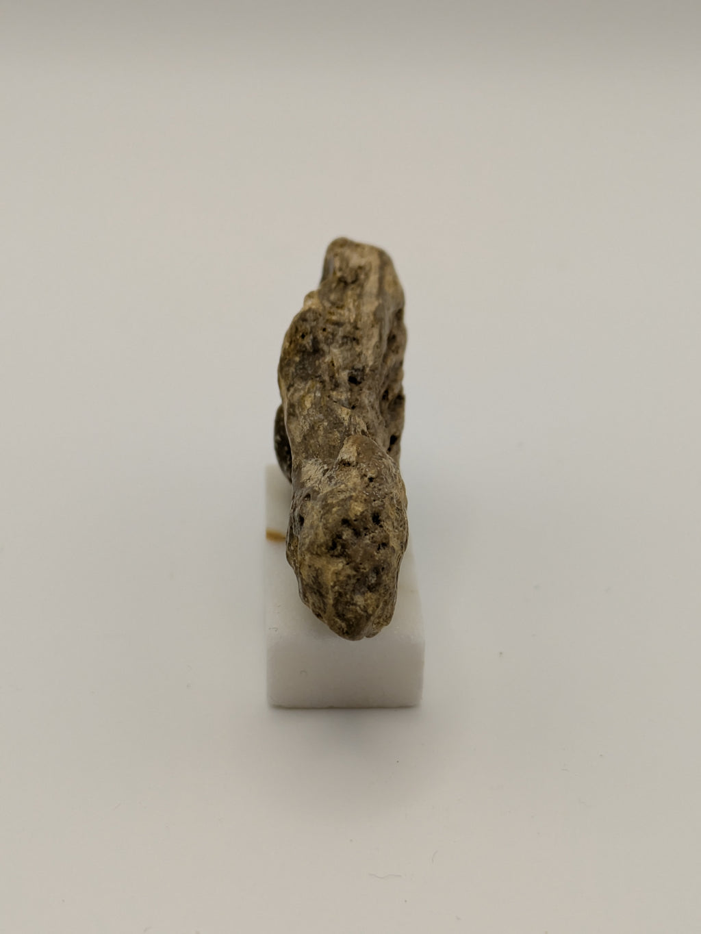 Small Petrified Wood Specimen (with stand)