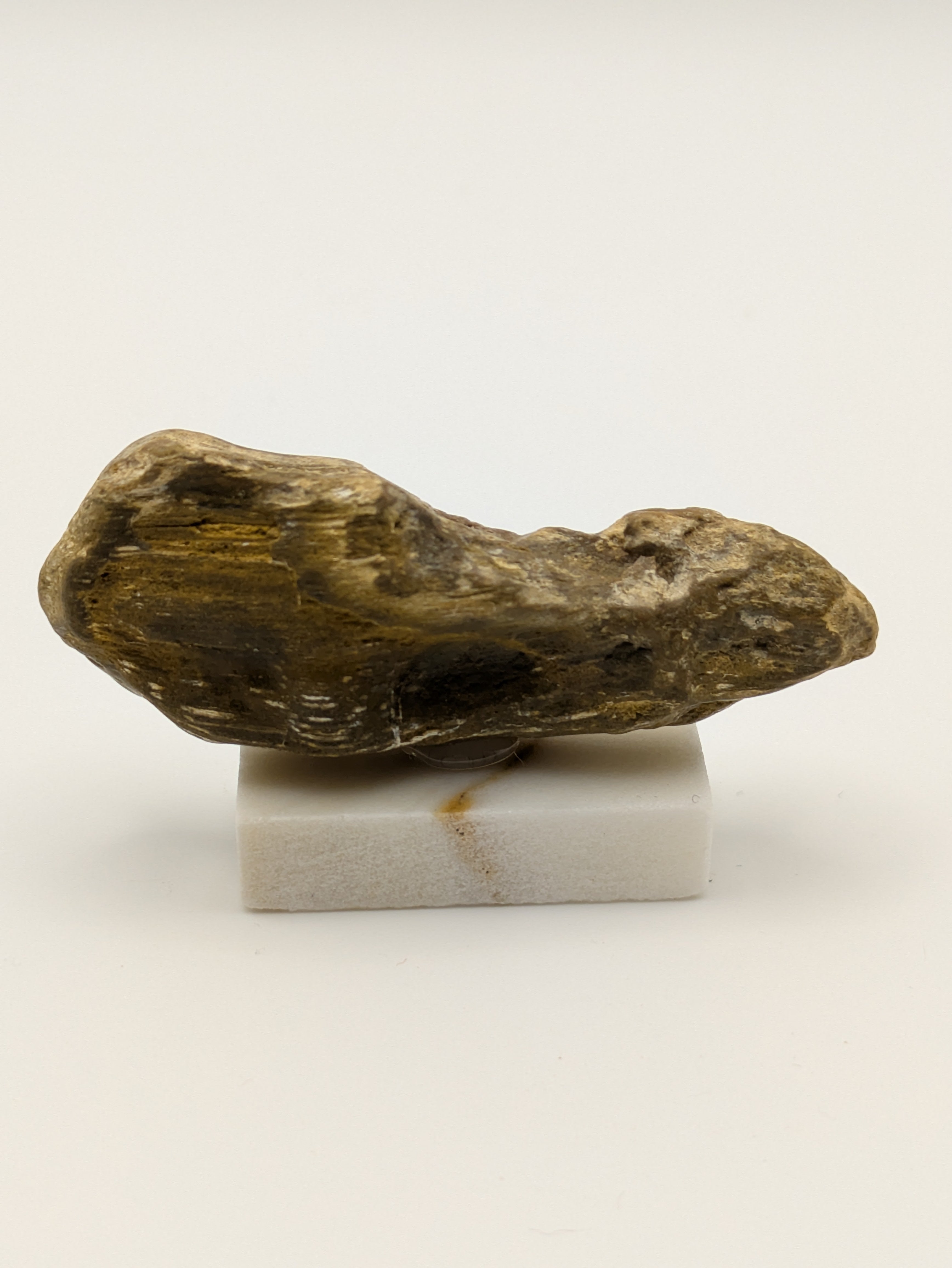 Small Petrified Wood Specimen (with stand)