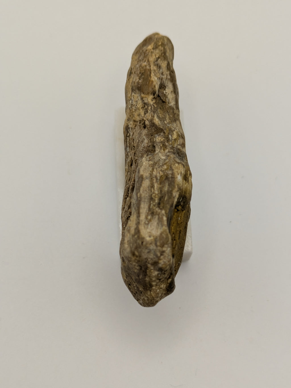 Small Petrified Wood Specimen (with stand)