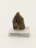 Small Petrified Wood Specimen (with stand)