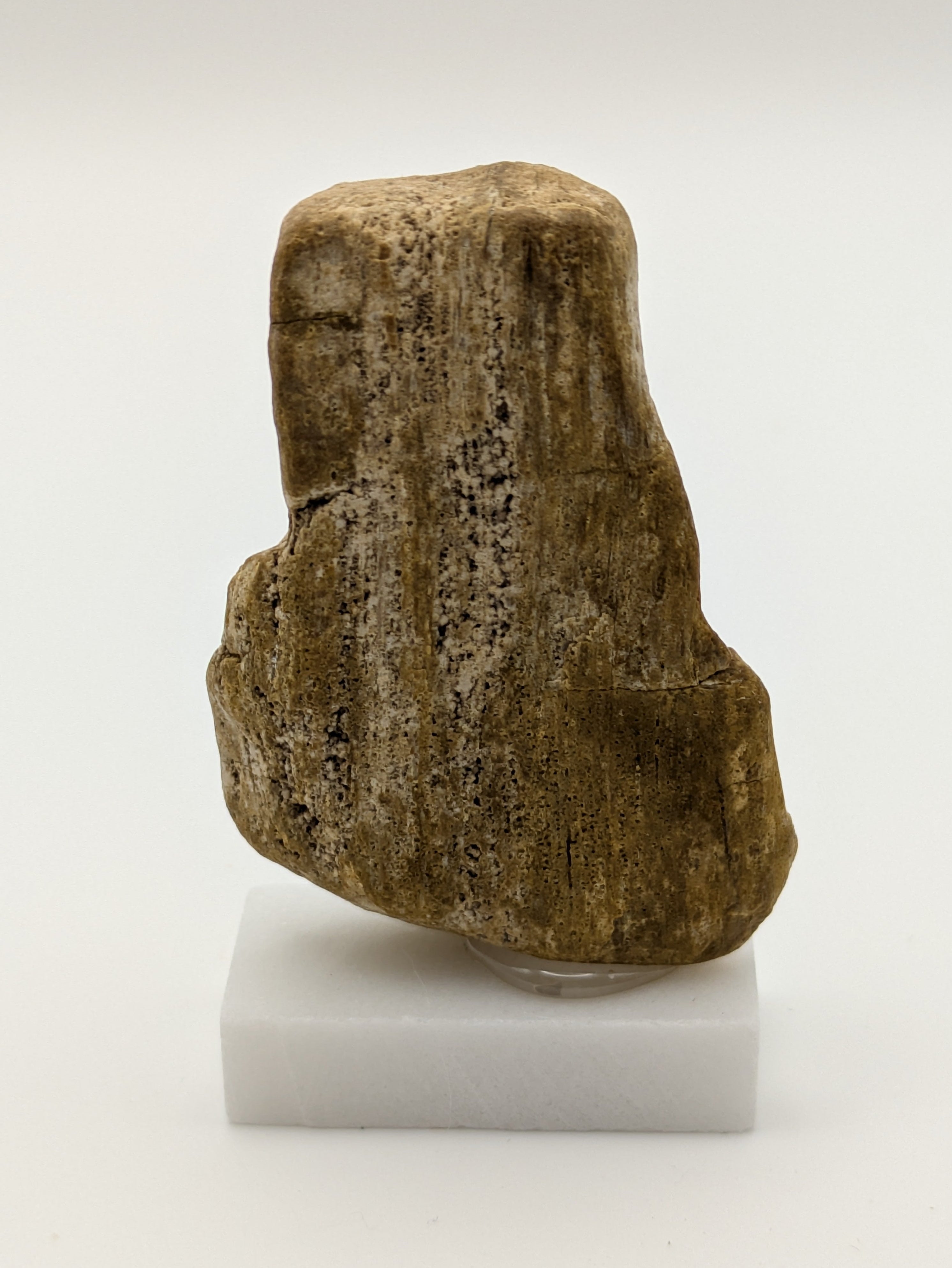 Small Petrified Wood Specimen (with stand)