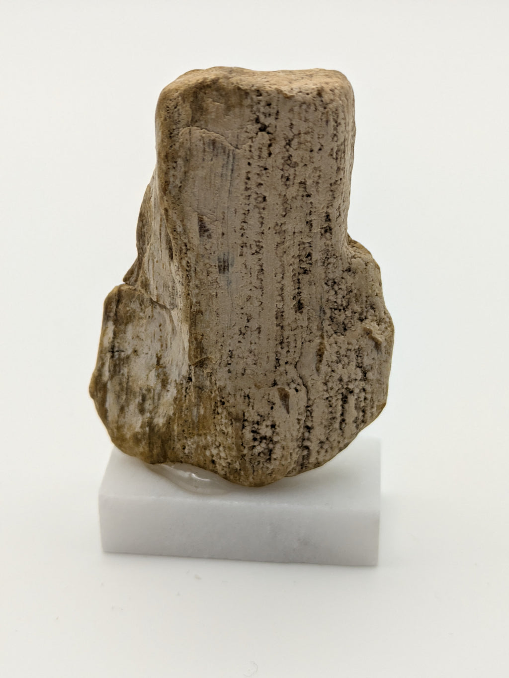 Small Petrified Wood Specimen (with stand)
