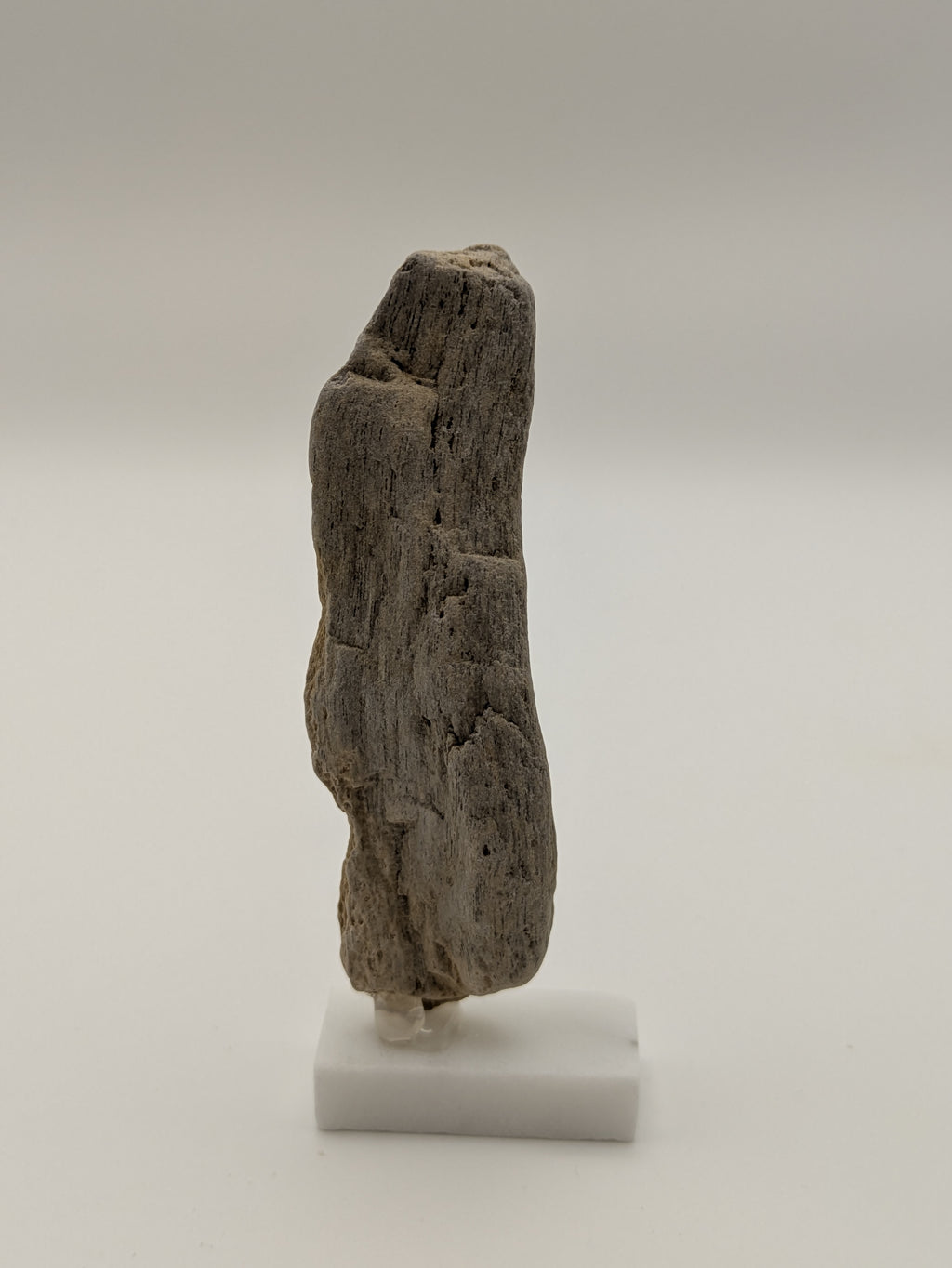 Small Petrified Wood Specimen (with stand)
