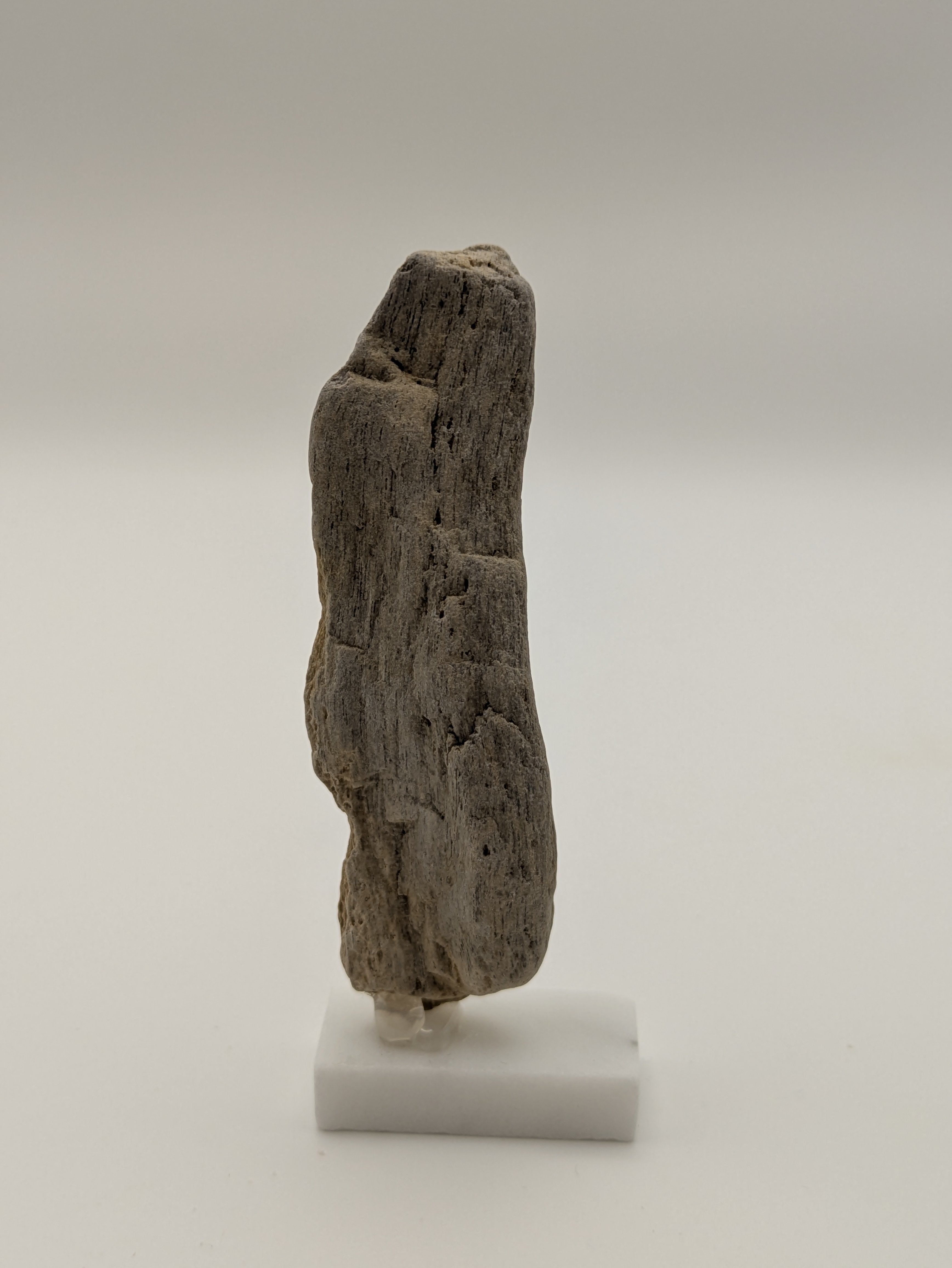 Small Petrified Wood Specimen (with stand)