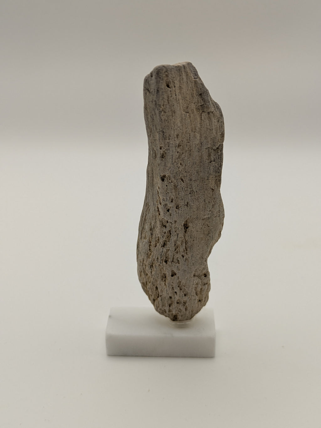 Small Petrified Wood Specimen (with stand)