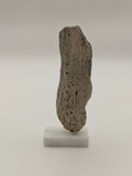 Small Petrified Wood Specimen (with stand)