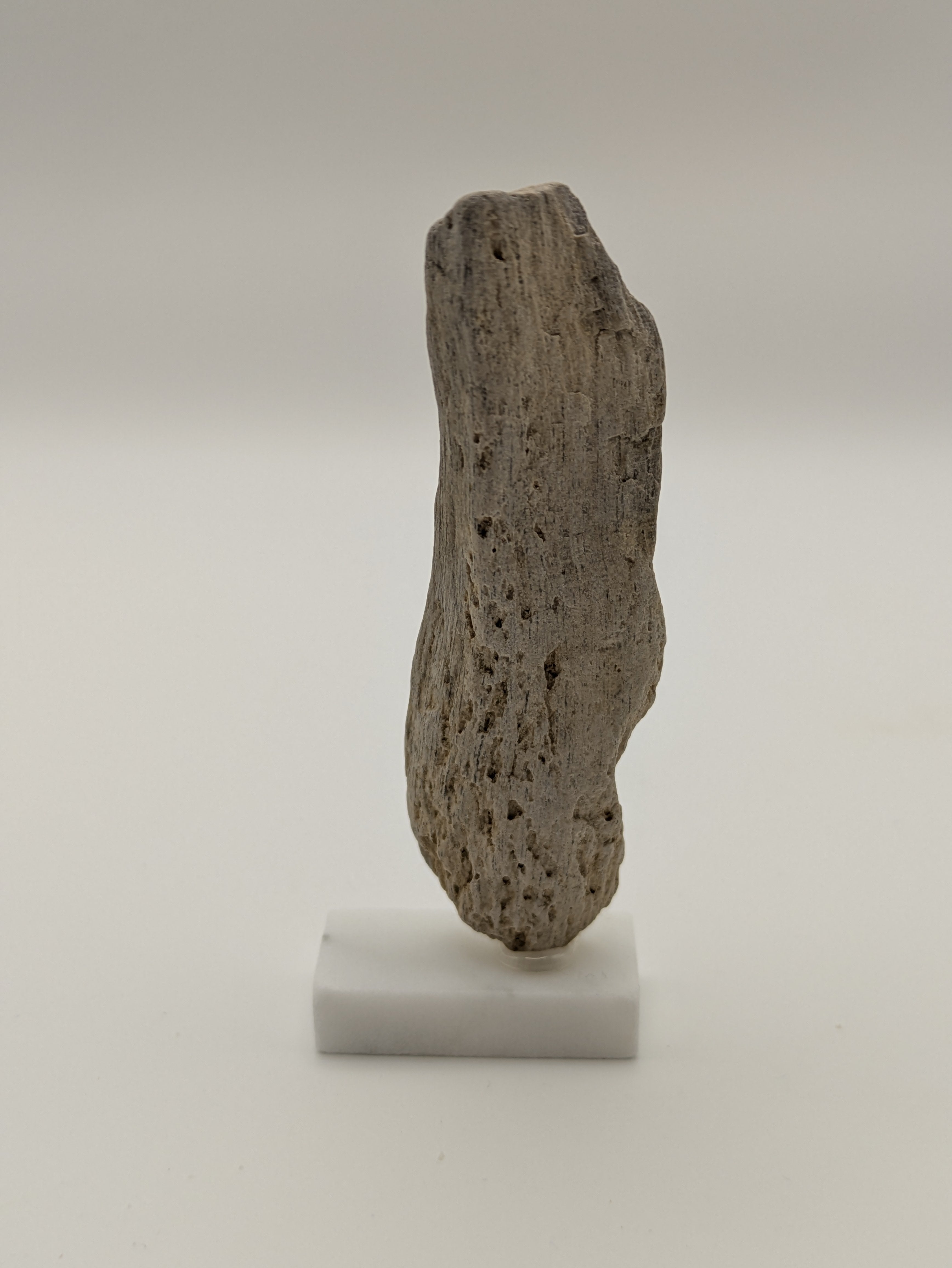 Small Petrified Wood Specimen (with stand)