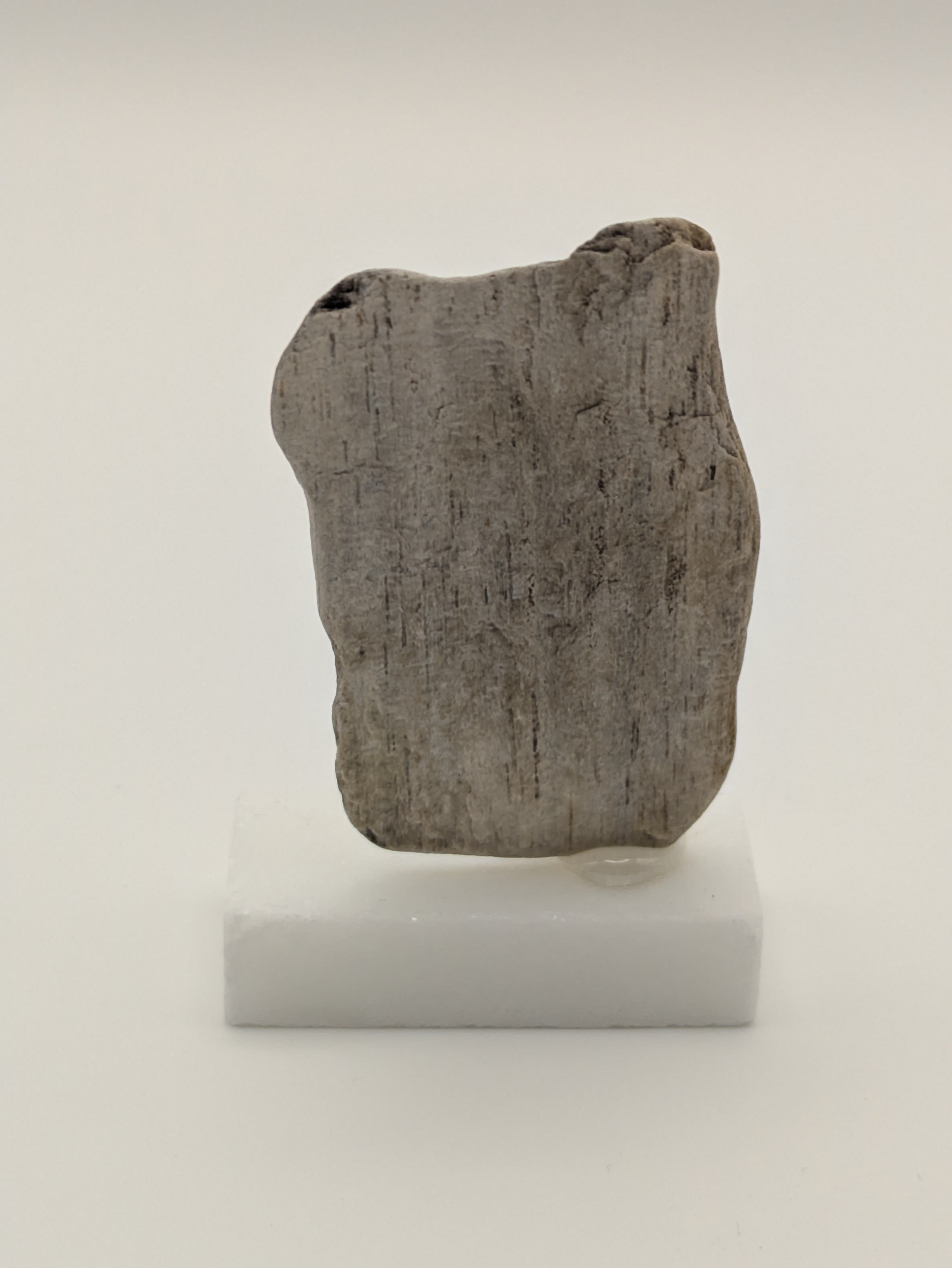 Small Petrified Wood Specimen (with stand)