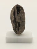 Small Petrified Wood Specimen (with stand)