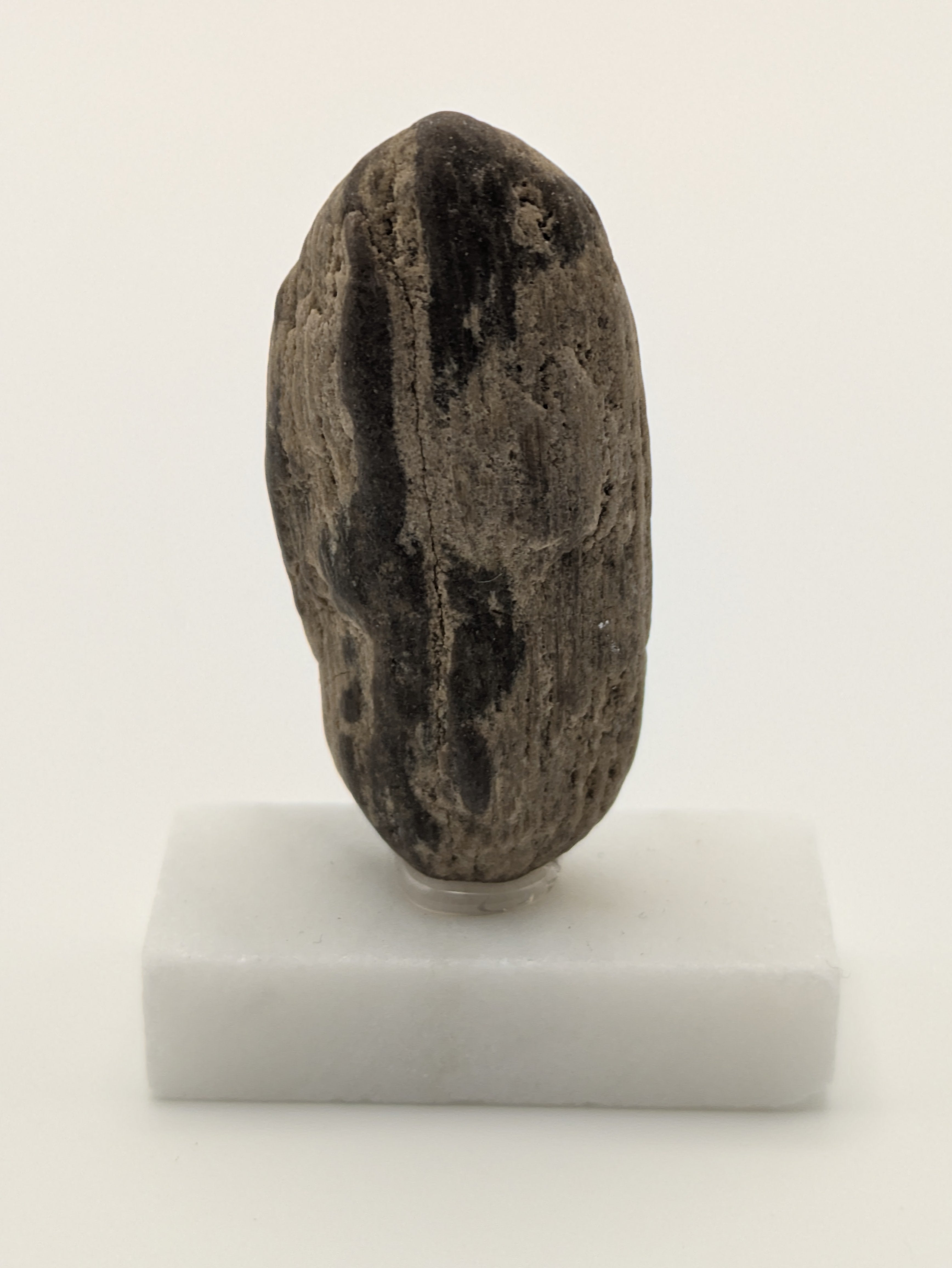 Small Petrified Wood Specimen (with stand)