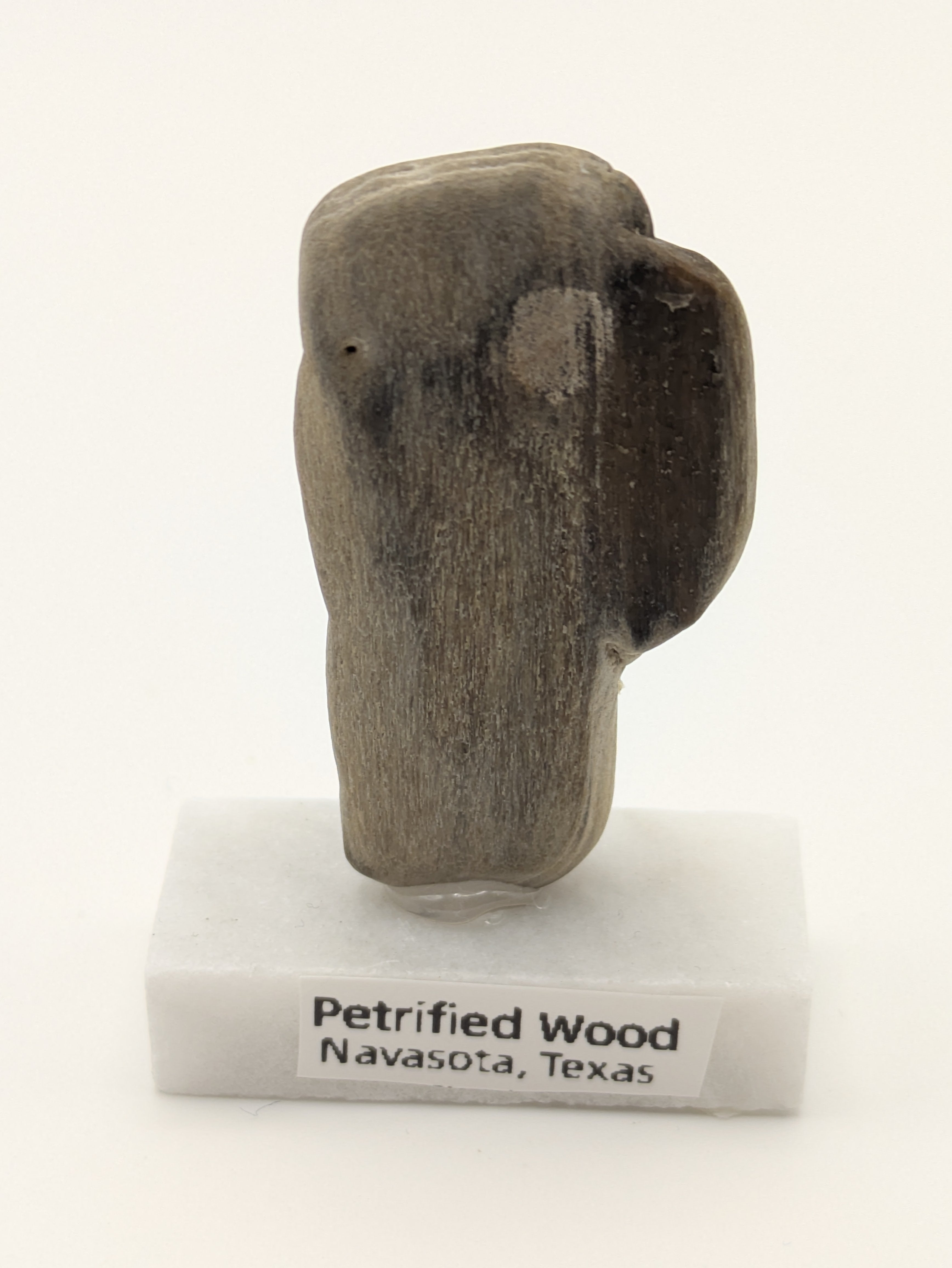 Small Petrified Wood Specimen (with stand)