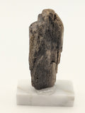 Small Petrified Wood Specimen (with stand)