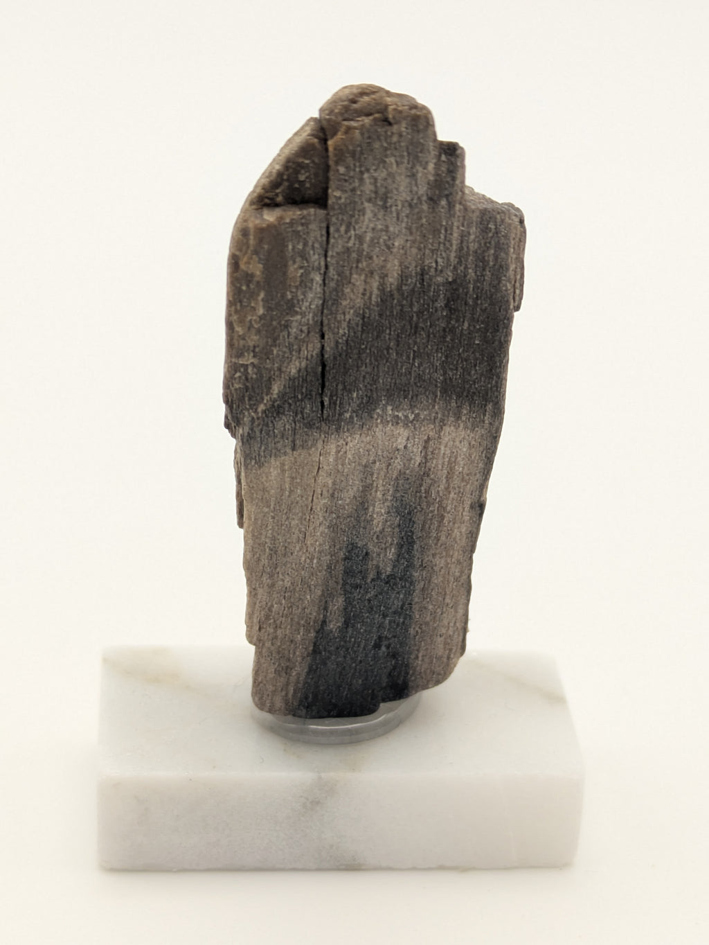 Small Petrified Wood Specimen (with stand)