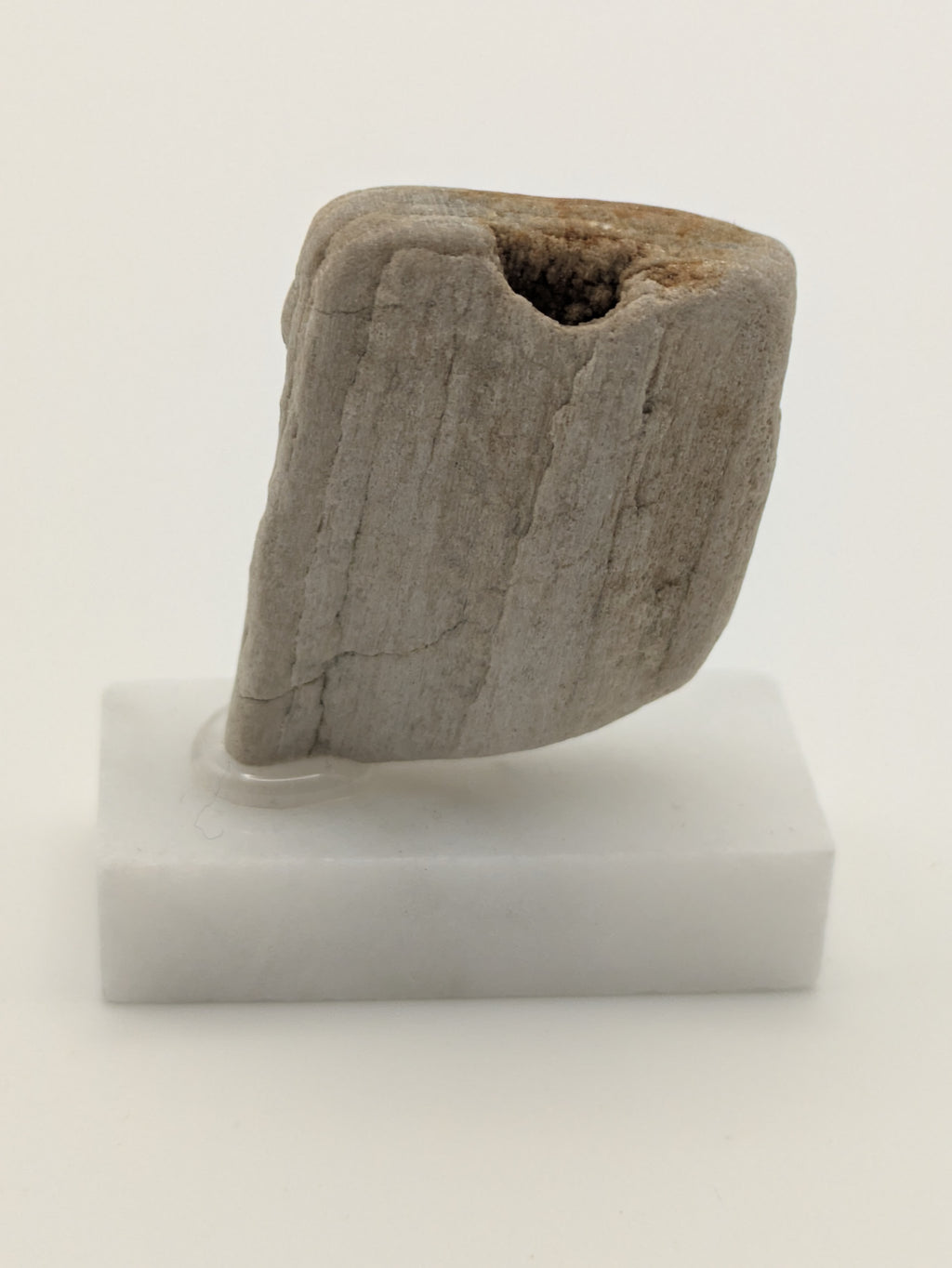 Small Petrified Wood Specimen (with stand)