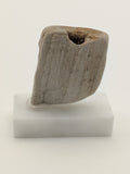 Small Petrified Wood Specimen (with stand)