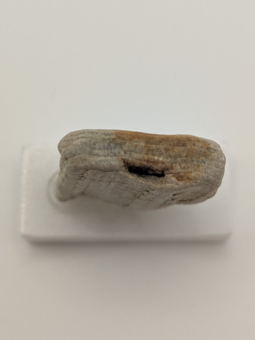 Small Petrified Wood Specimen (with stand)