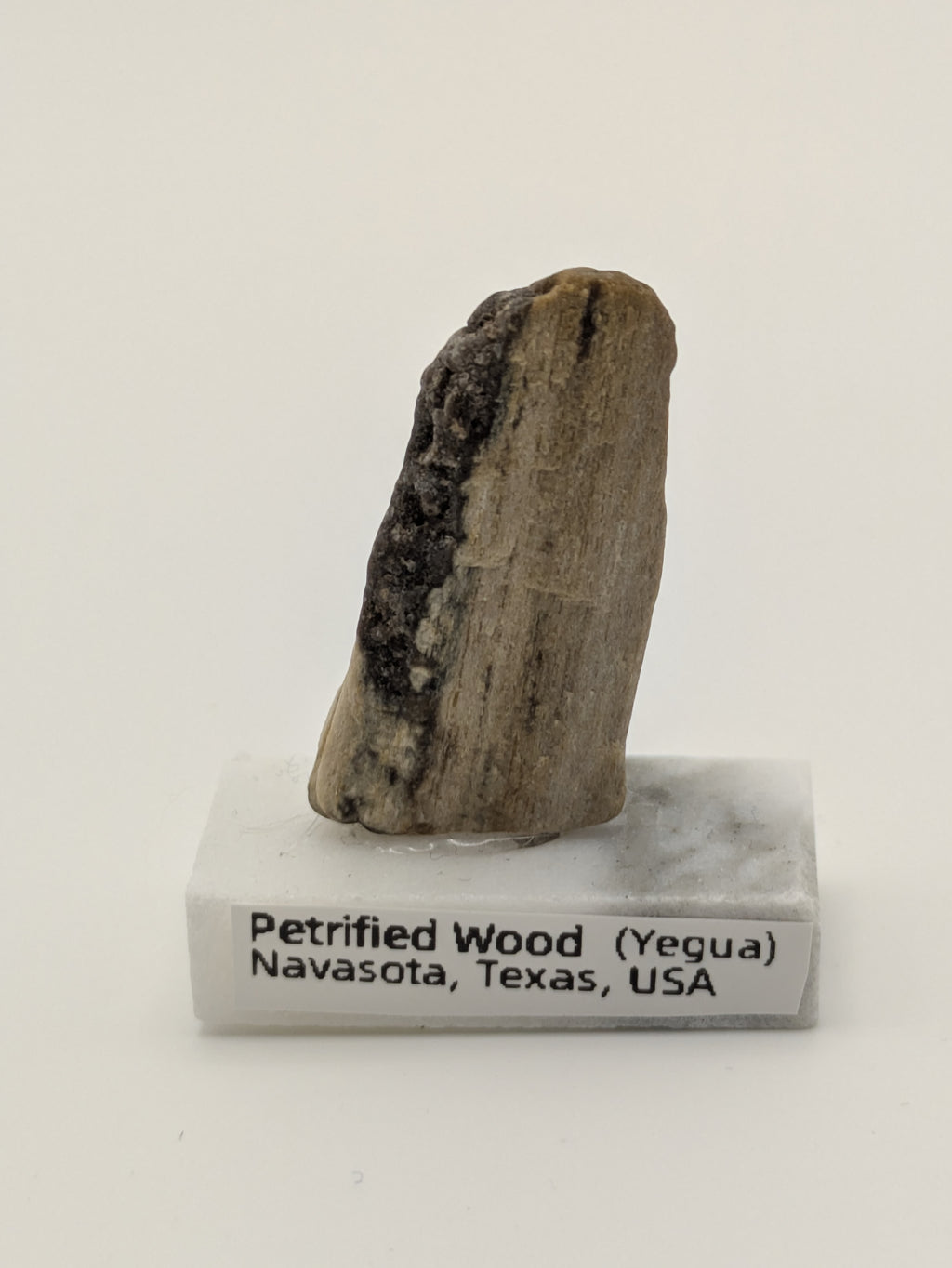 Small Petrified Wood Specimen (with stand)