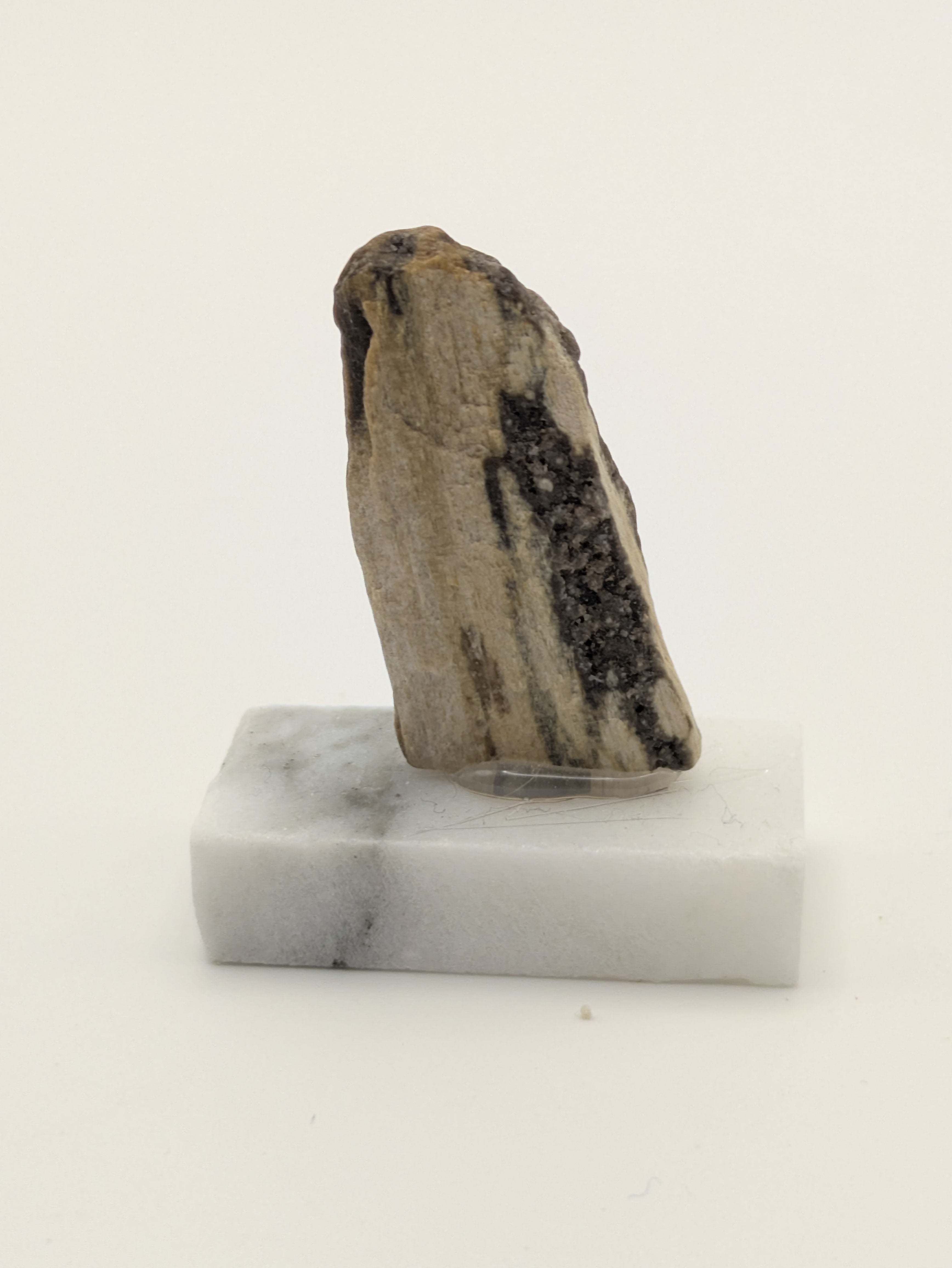 Small Petrified Wood Specimen (with stand)