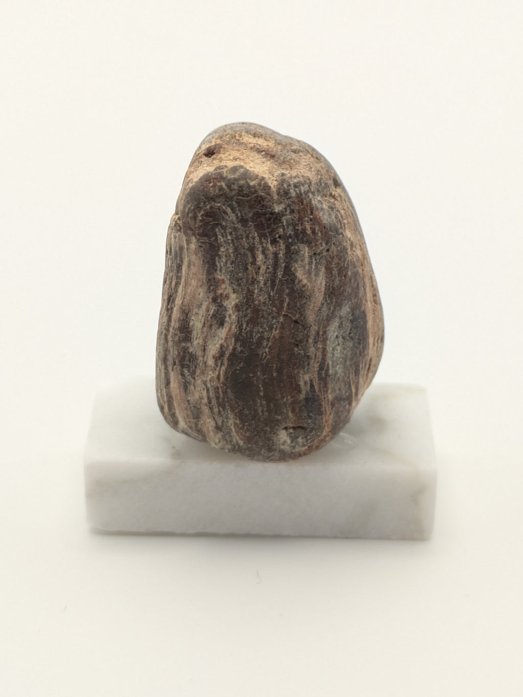 Small Petrified Wood Specimen (with stand)
