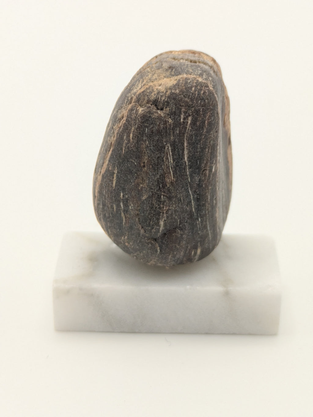 Small Petrified Wood Specimen (with stand)