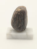 Small Petrified Wood Specimen (with stand)