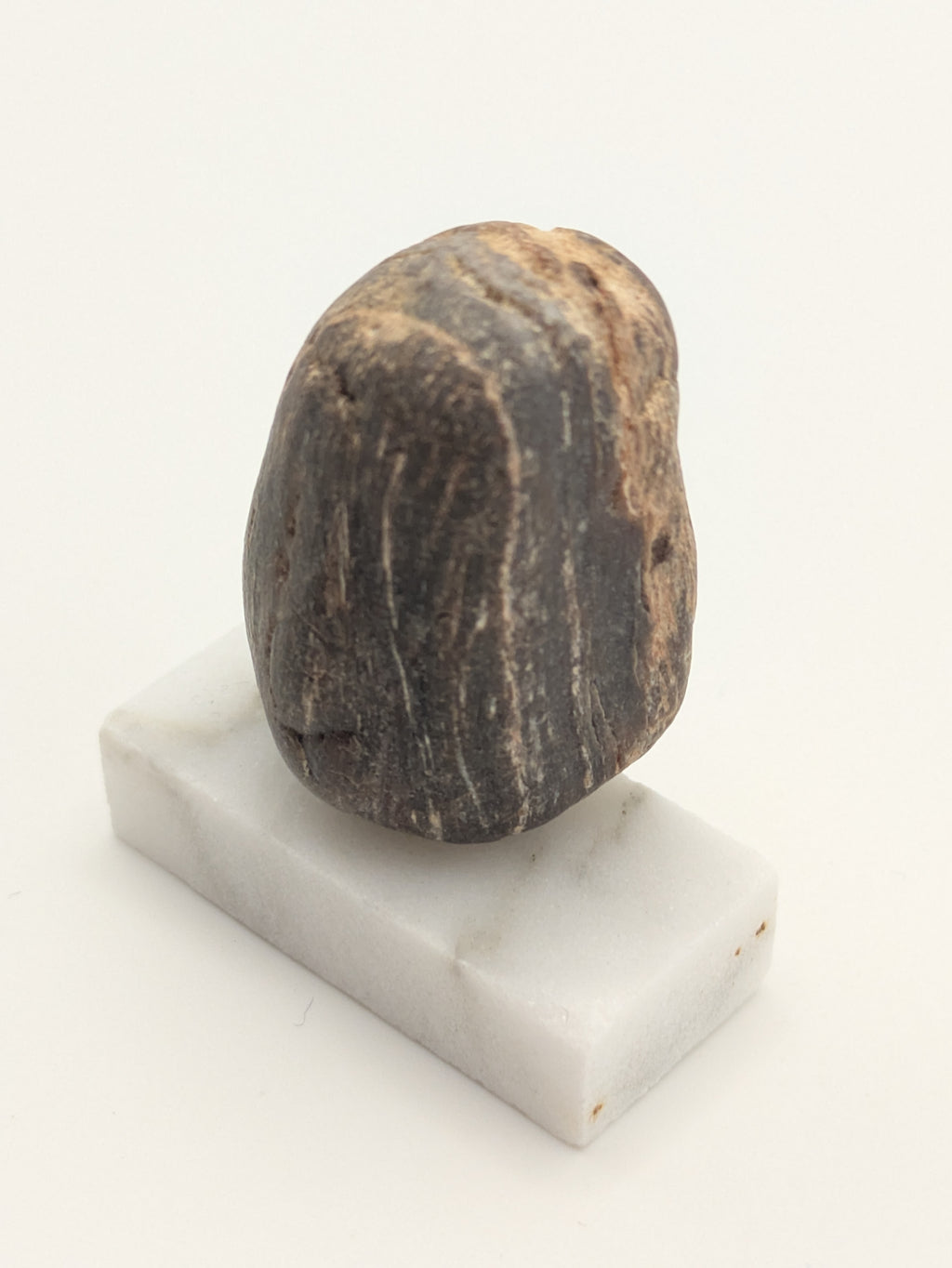 Small Petrified Wood Specimen (with stand)