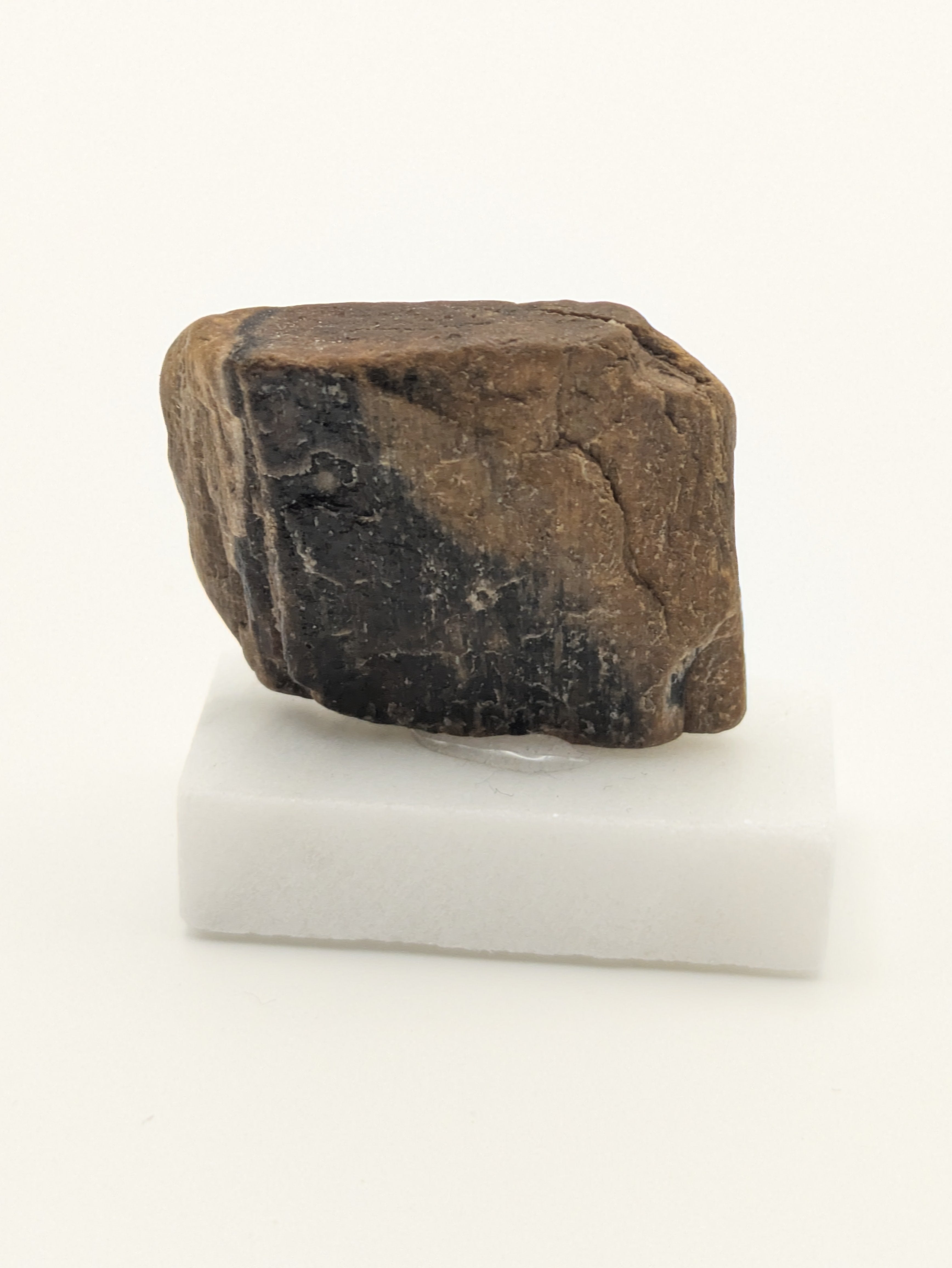 Small Petrified Wood Specimen (with stand)