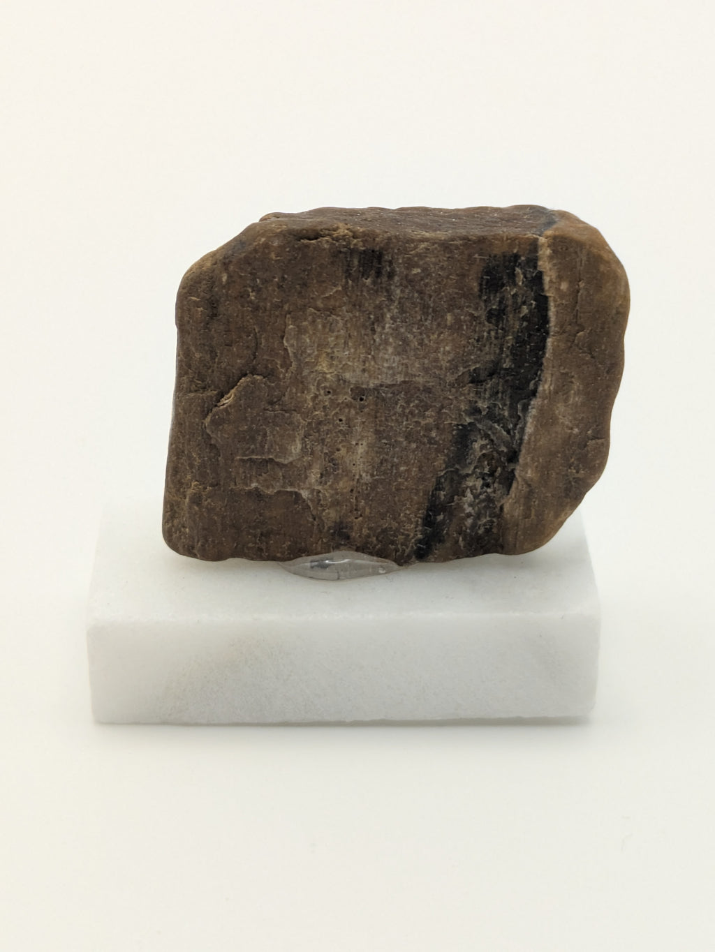 Small Petrified Wood Specimen (with stand)