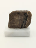 Small Petrified Wood Specimen (with stand)