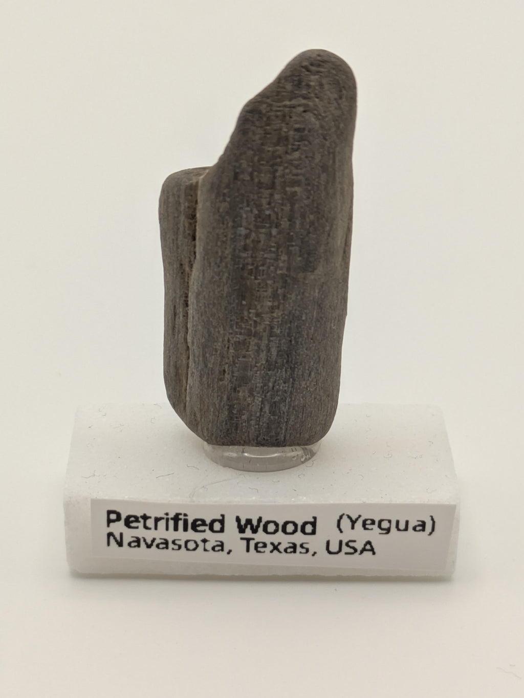 Small Petrified Wood Specimen (with stand)