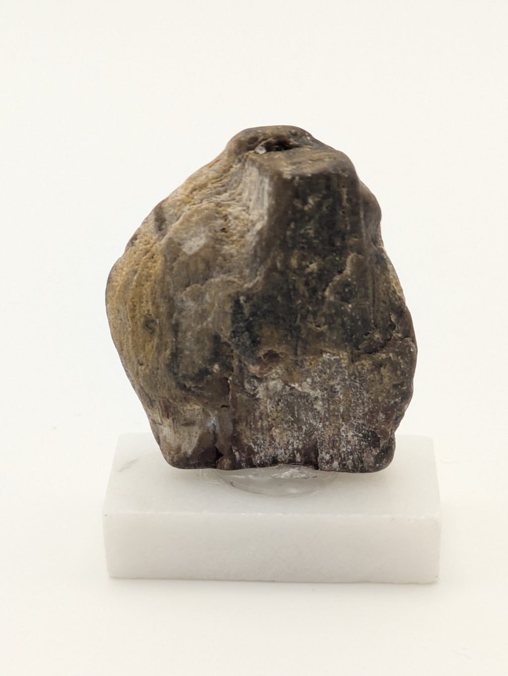Small Petrified Wood Specimen (with stand)
