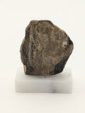 Small Petrified Wood Specimen (with stand)