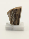 Small Petrified Wood Specimen (with stand)