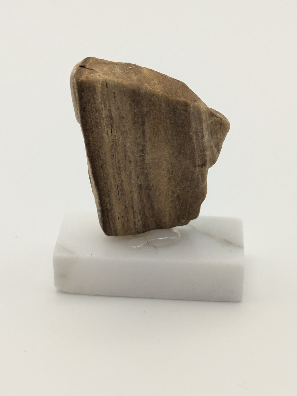 Small Petrified Wood Specimen (with stand)