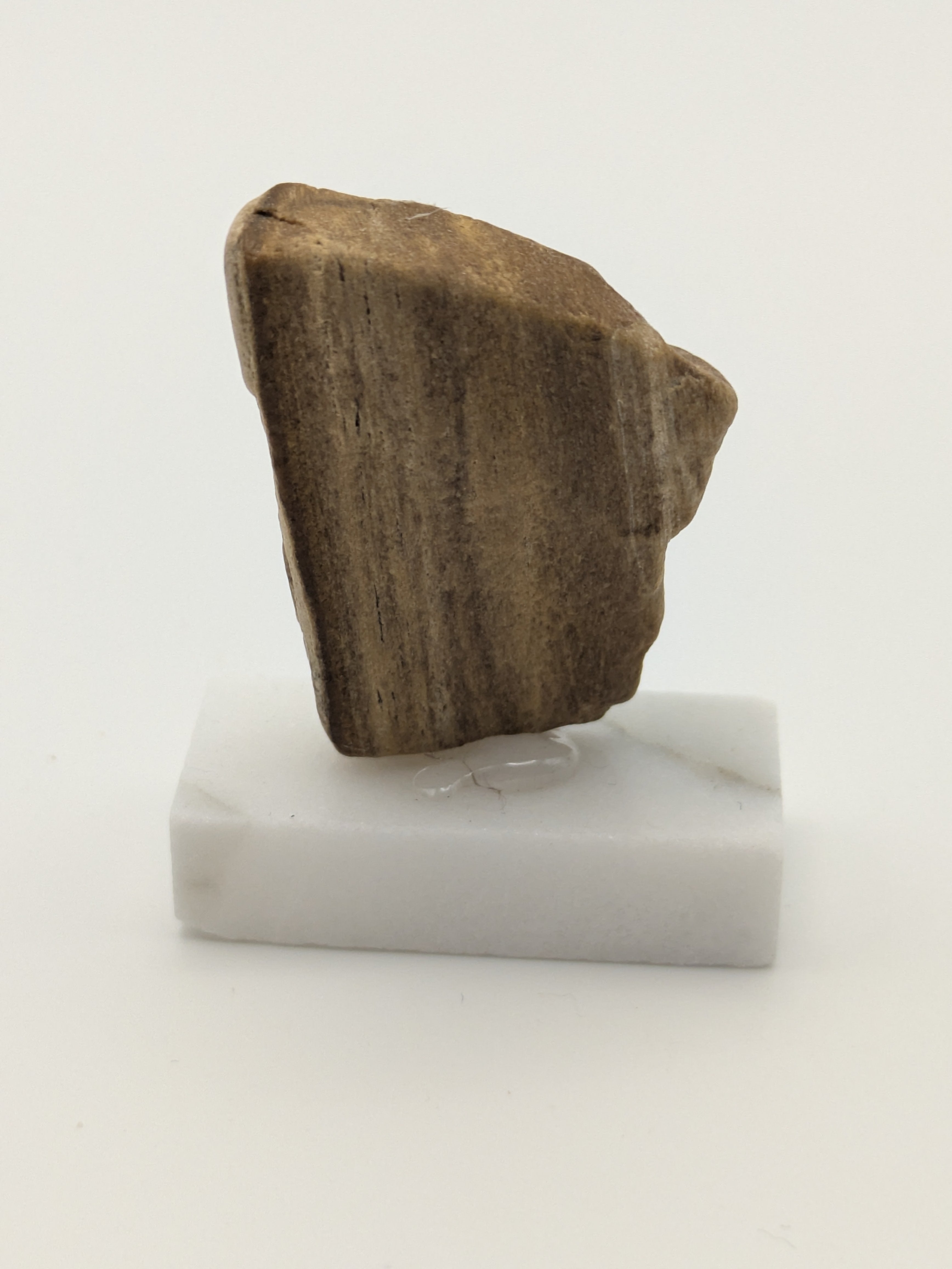 Small Petrified Wood Specimen (with stand)