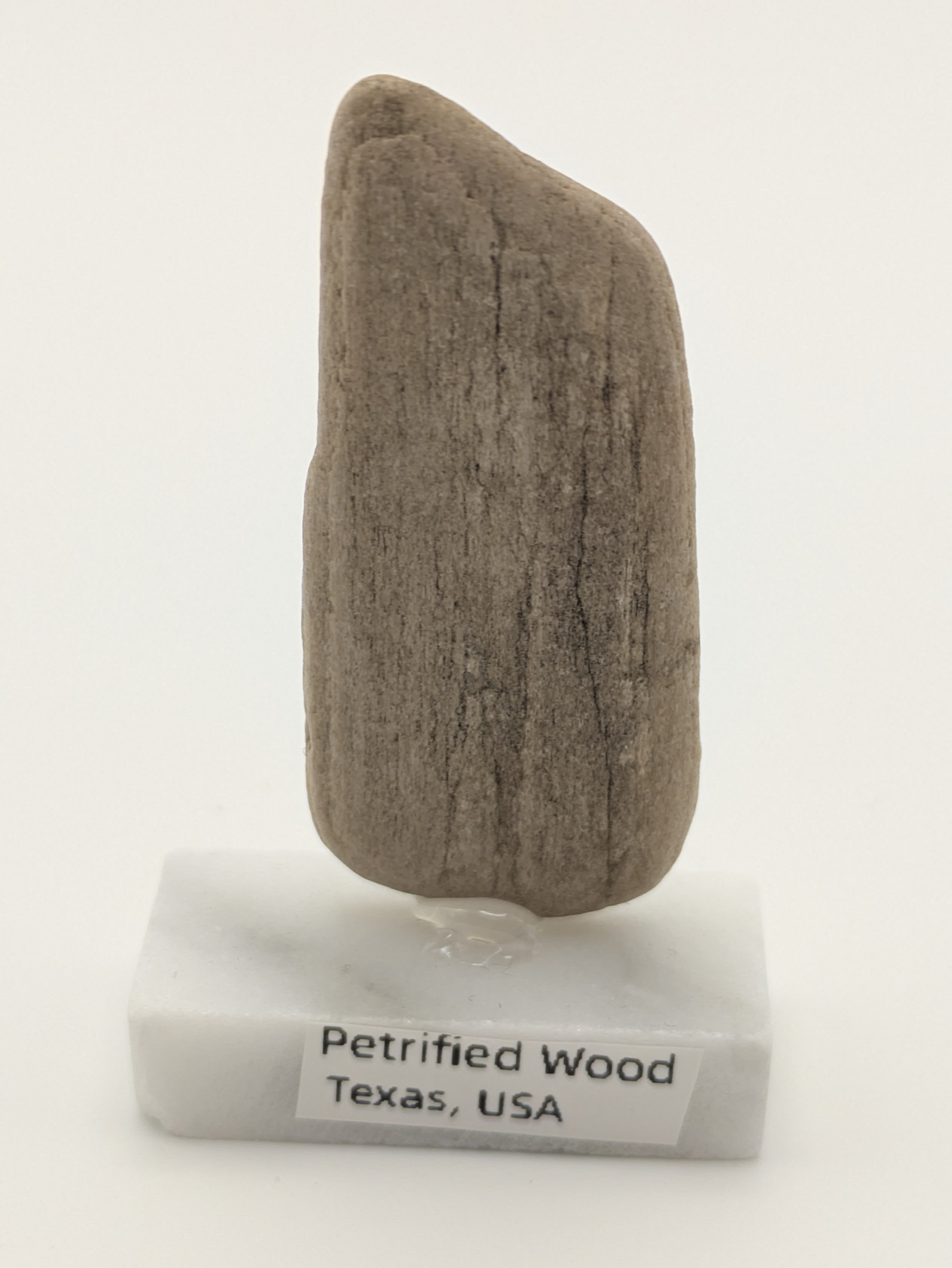 Small Petrified Wood Specimen with (with stand)